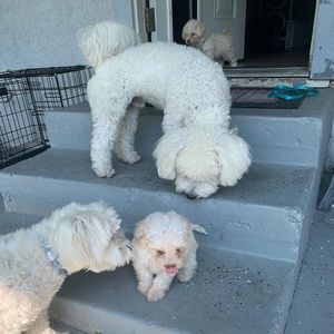 Meet your Posher, Diana